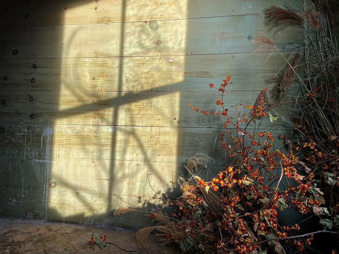Cleaning out the studio today.  The perfect light on the leavings of fall,  swept into a corner. The shadow of bare branches on the wall. Seemed like the perfect winter solstice post.
#wintersolstice #miscanthus #bittersweet #floraldesign #studio #w